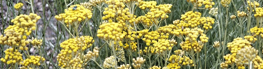 Helichrysum banner